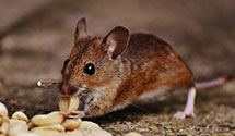 commercial-pest-management Experts in Monument Bch